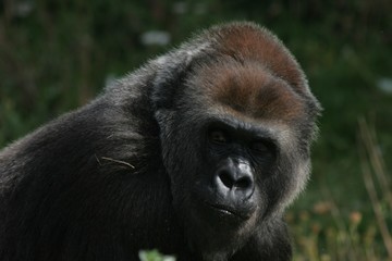female gorilla 3