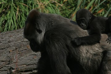 mother and baby gorilla 2