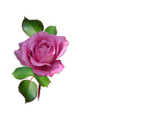rose in naturfarbe freigestellt pink bzw. lila