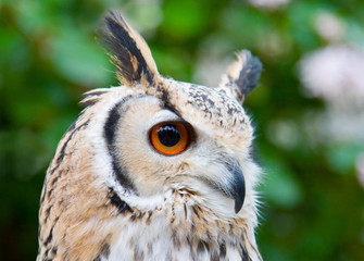 rock eagle 0wl