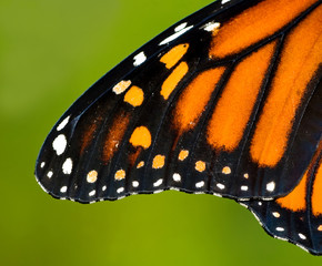 monarch wing