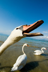 swan closeup