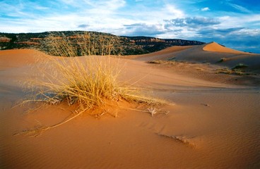 pink coral sand dunes