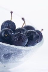 wild blackthorn berries