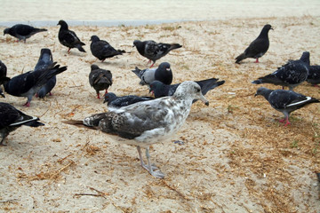 Obraz premium big seagull and small doves