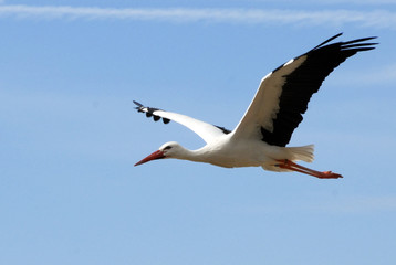 cigogne