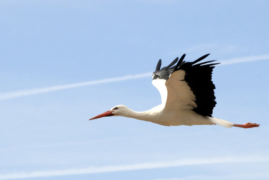 4 508 Best Cigogne Images Stock Photos Vectors Adobe Stock