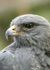 watching you