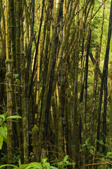 Fototapeta na wymiar tropical scene - bamboo