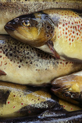 fresh fish