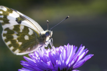 the perfect butterfly drinks nectar