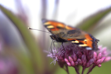 the perfect butterfly drinks nectar
