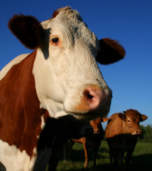 profile cow