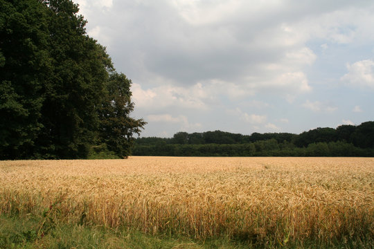 weizenfeld