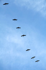 pelicans flying in formation