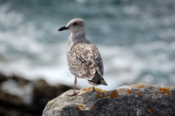mouette de quiberon © AustralianDream