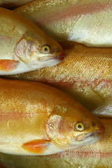 fresh fish