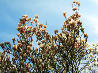 magnolien1