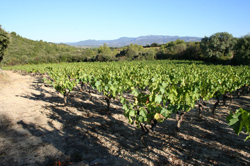 Fototapeta na wymiar grapes on the vine