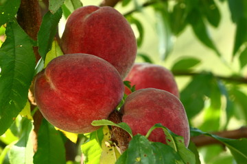 ernte