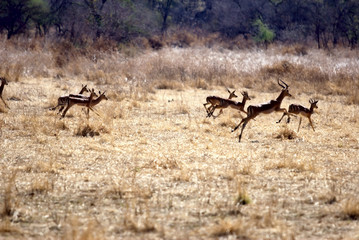 Fototapeta na wymiar Antylopa springbok