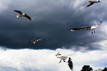 against leaden clouds 1