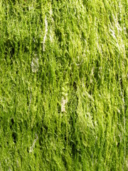 algues en bretagne