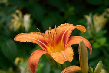 orange lily close-up