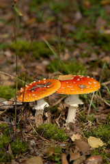 agaric
