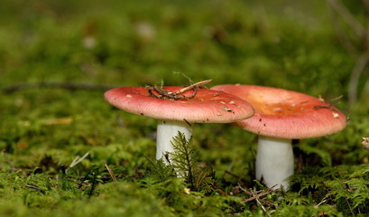 russules