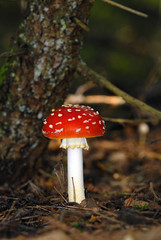 agaric