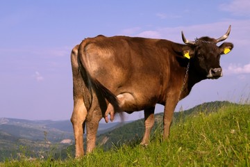 red cow