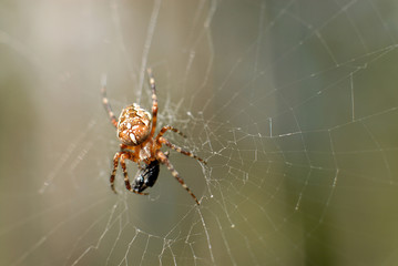 spider