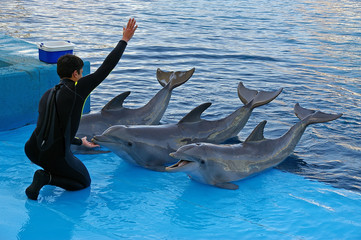 dolfijn trainer