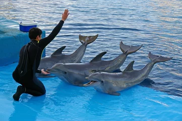 Abwaschbare Fototapete Delfin Delphin Trainer
