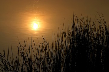 sunset and reed