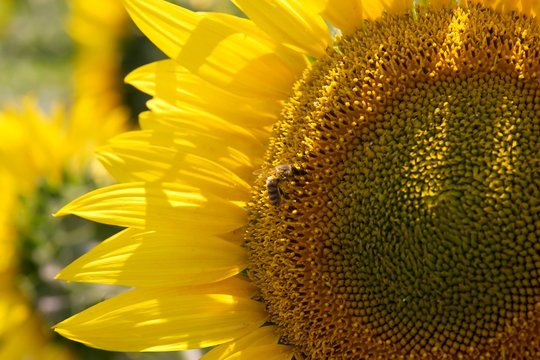 sunflower detail
