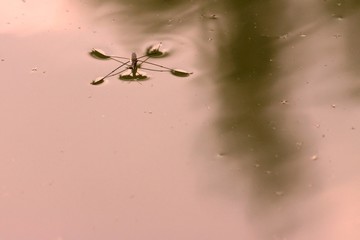 water mosquito close-up