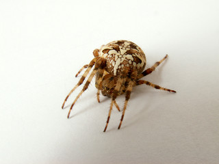 spider