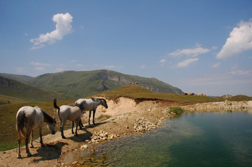 three horses grazing near mountain lake