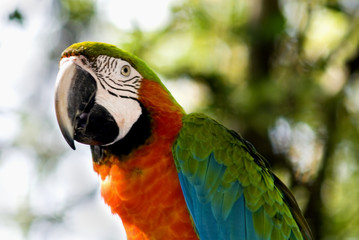 parrot