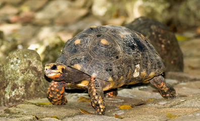 barbados tortoise