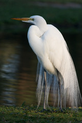 great egret 2