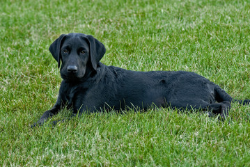 intent black labrador puppy