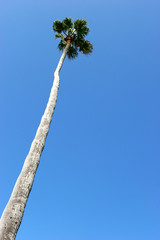 palm tree
