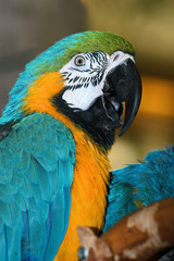 macaw parrot