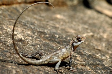 caméléon sri lankai