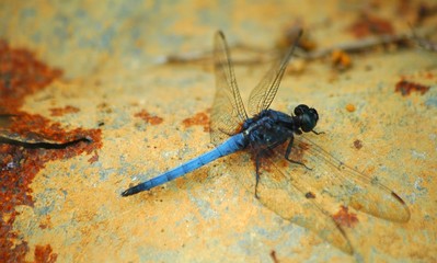 libéllule bleue