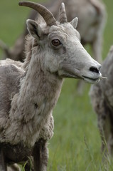 moulting mountain sheep