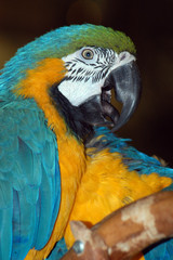 big macaw parrot